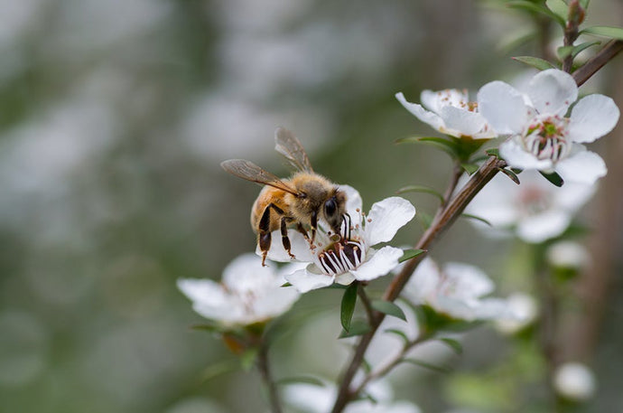 Will the real Manuka Honey please stand up !!!